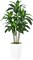 5ft Artificial Dracaena Tree – Faux Yucca with White Tall Planter for Home & Office Decor